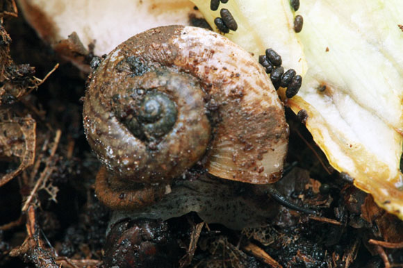Aulopoma sp. Deniyaya, Sri Lanka adult